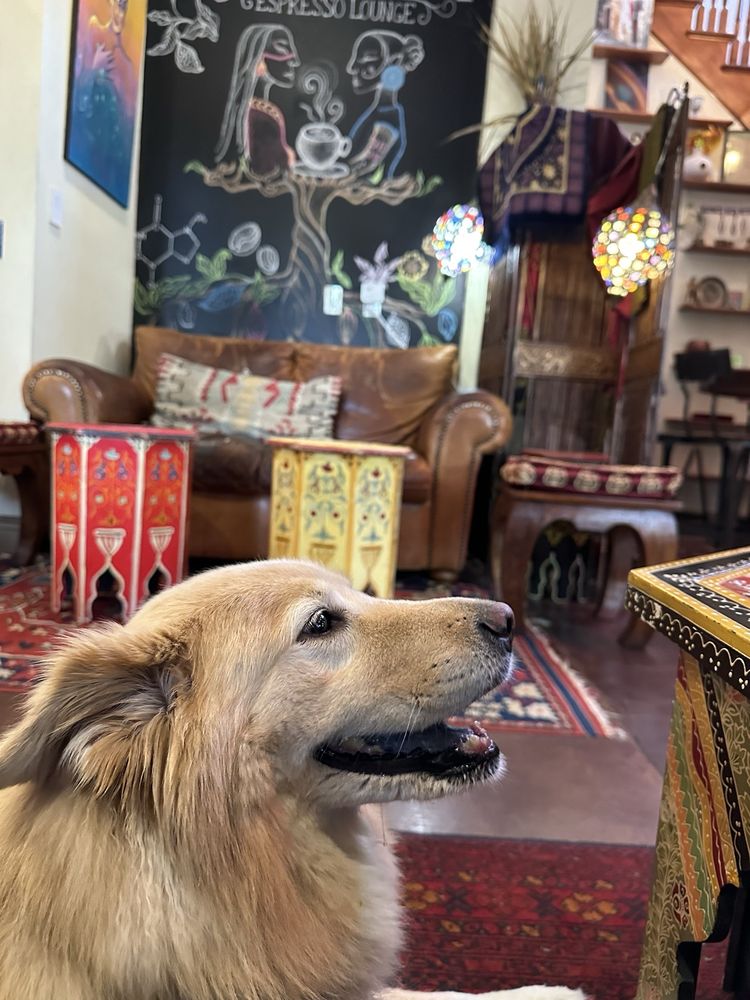 A golden dog resting in SumitrA's lounge beside painted Moroccan side tables
